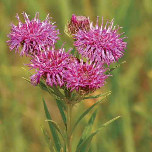 BENEFITS - RAIN GARDENS - Missouri Wildflowers Nursery